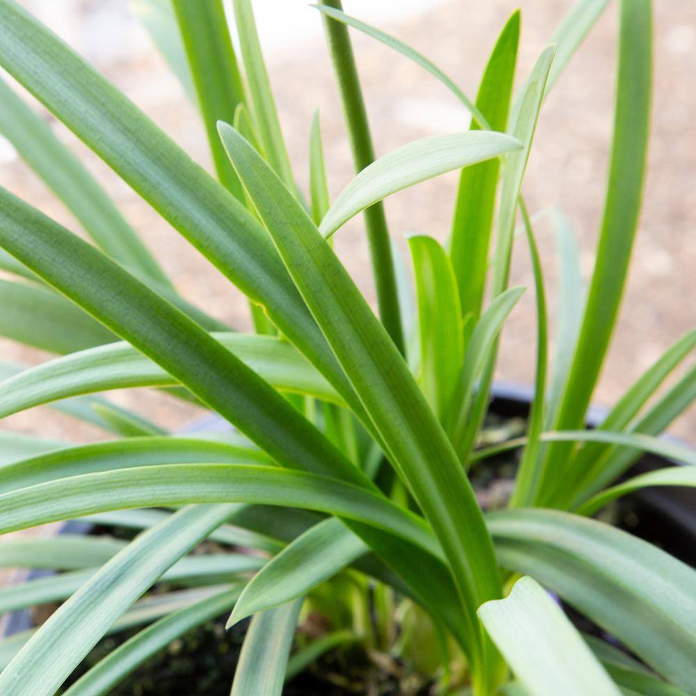 SOUTHERN LIVING 2.5 Qt. Little Blue Fountain Agapanthus With Deep Blue Flowers Live Perennial Plant 0287Q