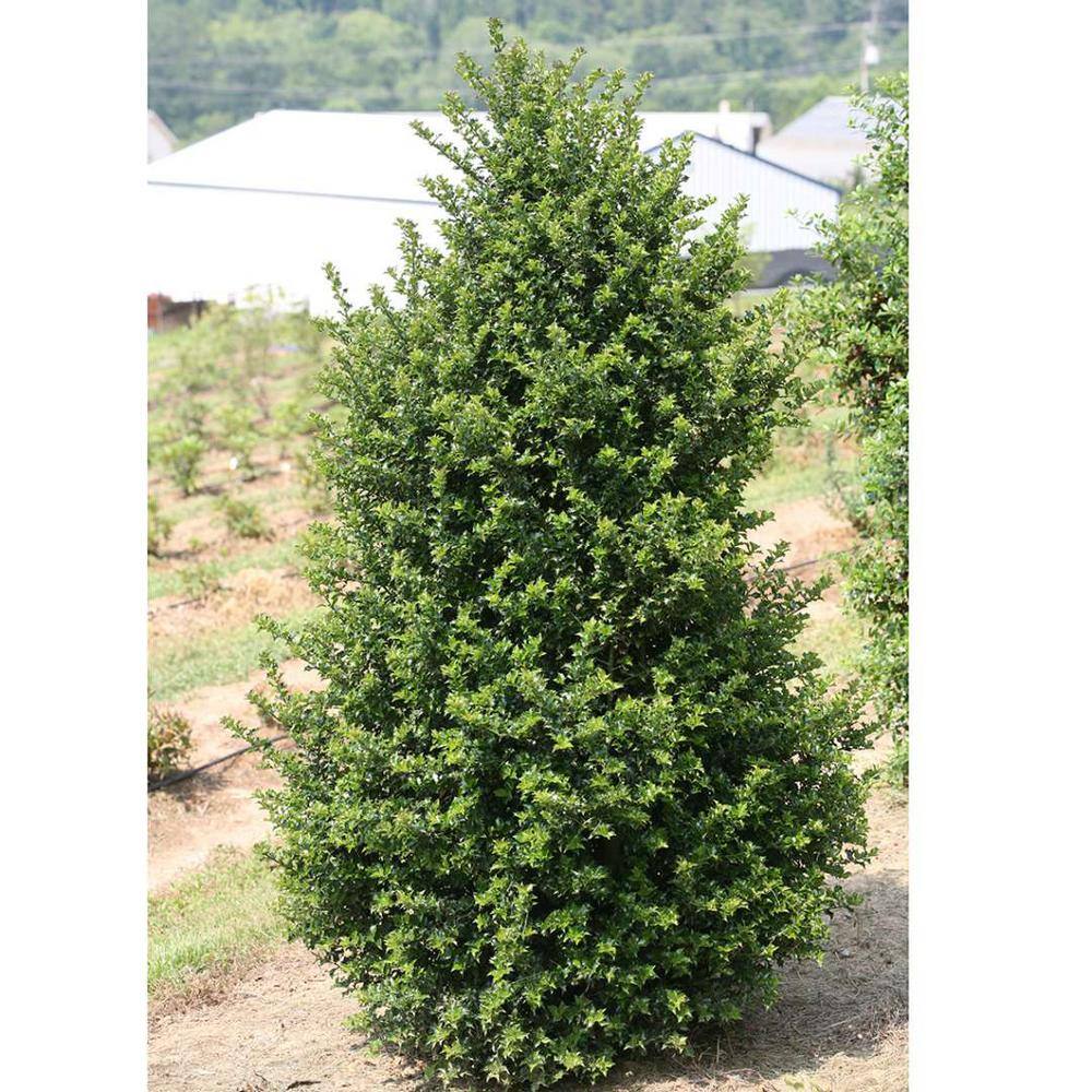 Online Orchards 1 Gal. Red Beauty Holly Shrub Symmetrical Grower with Rich Glossy Leaves and Abundant Bright Red Berries EGHY002