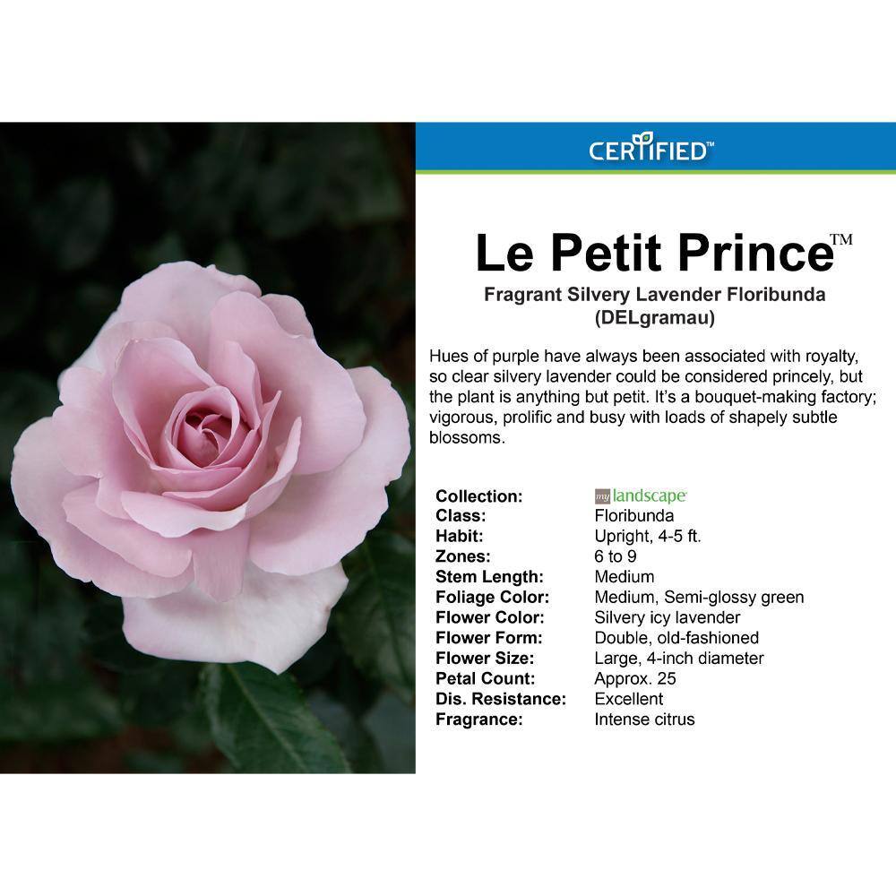 MY LANDSCAPE 2 Gal. Le Petit Prince Rose with Lavender Flowers 17536