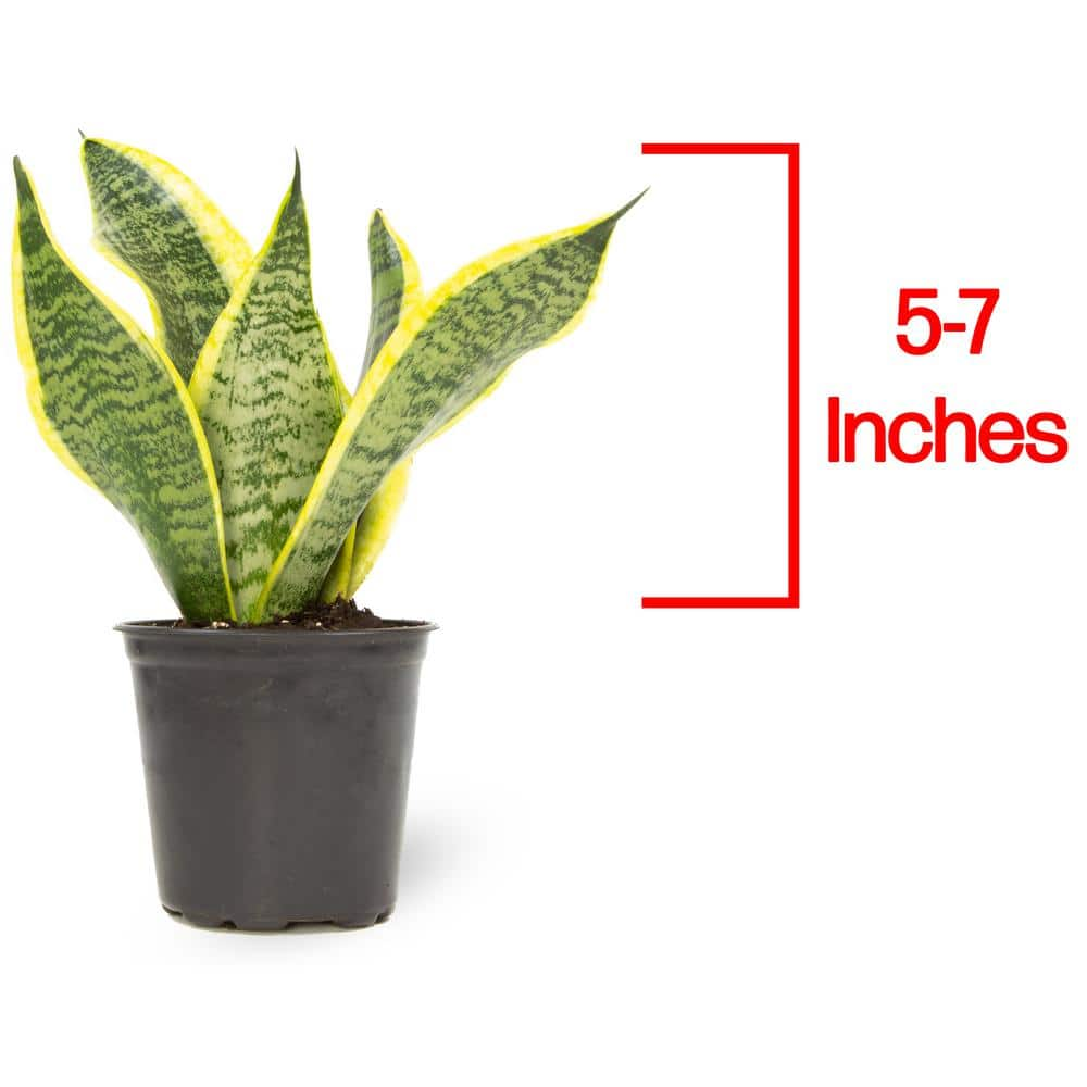 SMART PLANET 4 in. Sansevieria Superba 0880030