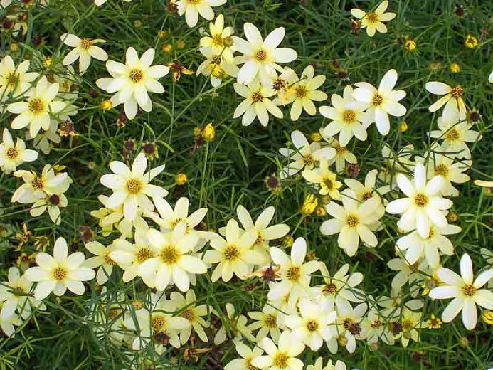 Coreopsis Verticillata 'Moonbeam' Threadleaf Tickseed