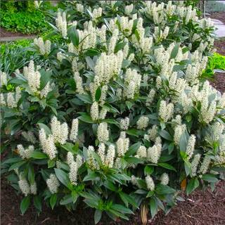 Online Orchards 1 Gal. Cherry Laurel Otto Luyken Shrub Hardy Fragrant Beautful Shrub Perfect for Hedge Plantings SBCL001
