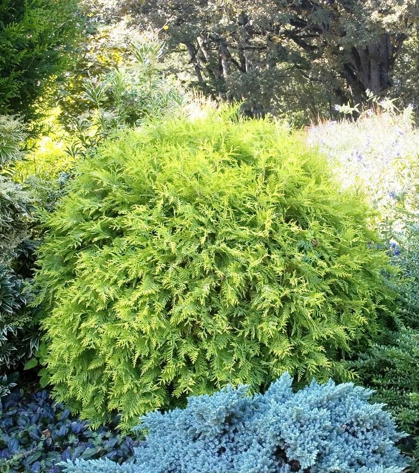 Golden Globe Arborvitae