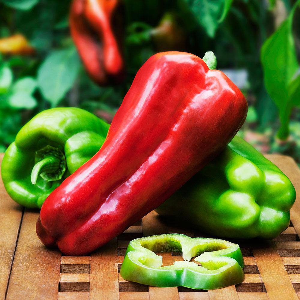 Bonnie Plants 2.32 qt. Big Bertha Bell Pepper Plant 2109