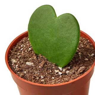 Sweetheart (Hoya) Plant in 4 in. Grower Pot 4_HOYA_HEART