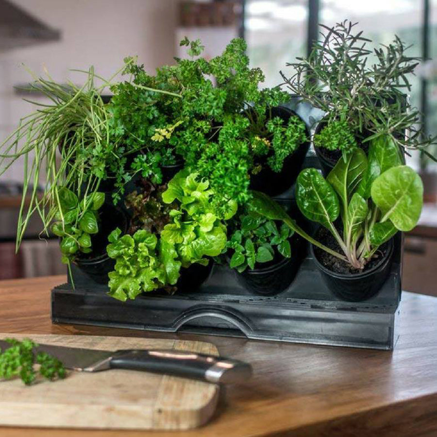 Countertop Garden Kit