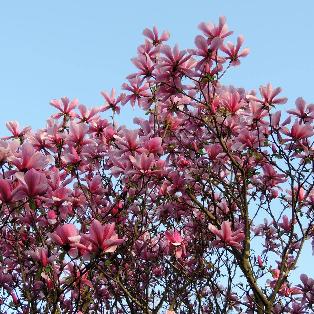 national PLANT NETWORK 2G Magnoiia Galaxy Tree in Grower Container (1-Piece) HD1440