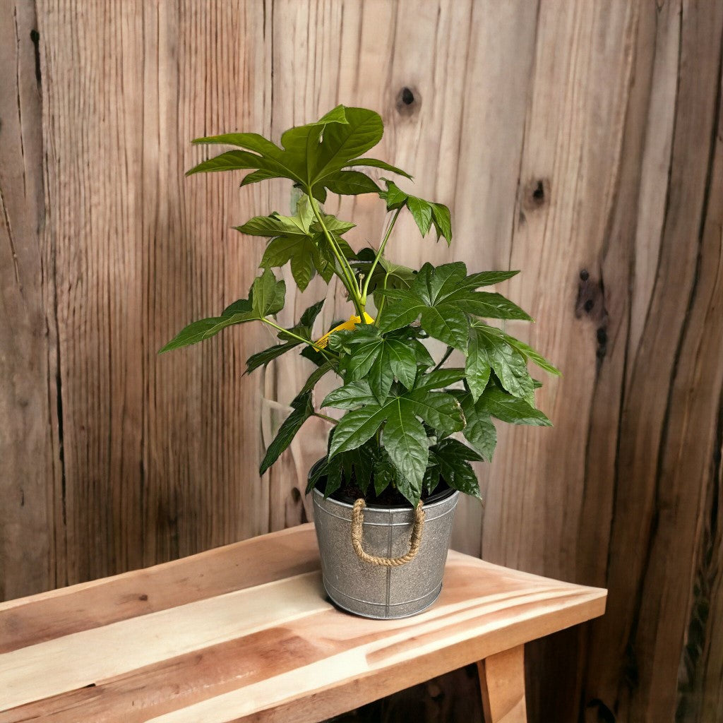 Alluring Pot/Planter in Different Choice