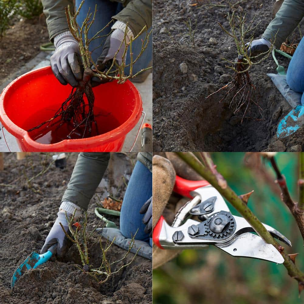 VAN ZYVERDEN Roses - Black Magic (1 Root Stock) 83386