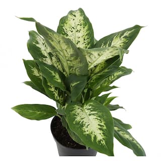 Costa Farms Dieffenbachia Dumb Cane Indoor Plant in 10 in. White Cylinder Pot and Stand Avg. Shipping Height 2-3 ft. Tall CO.DE10.3.CYL