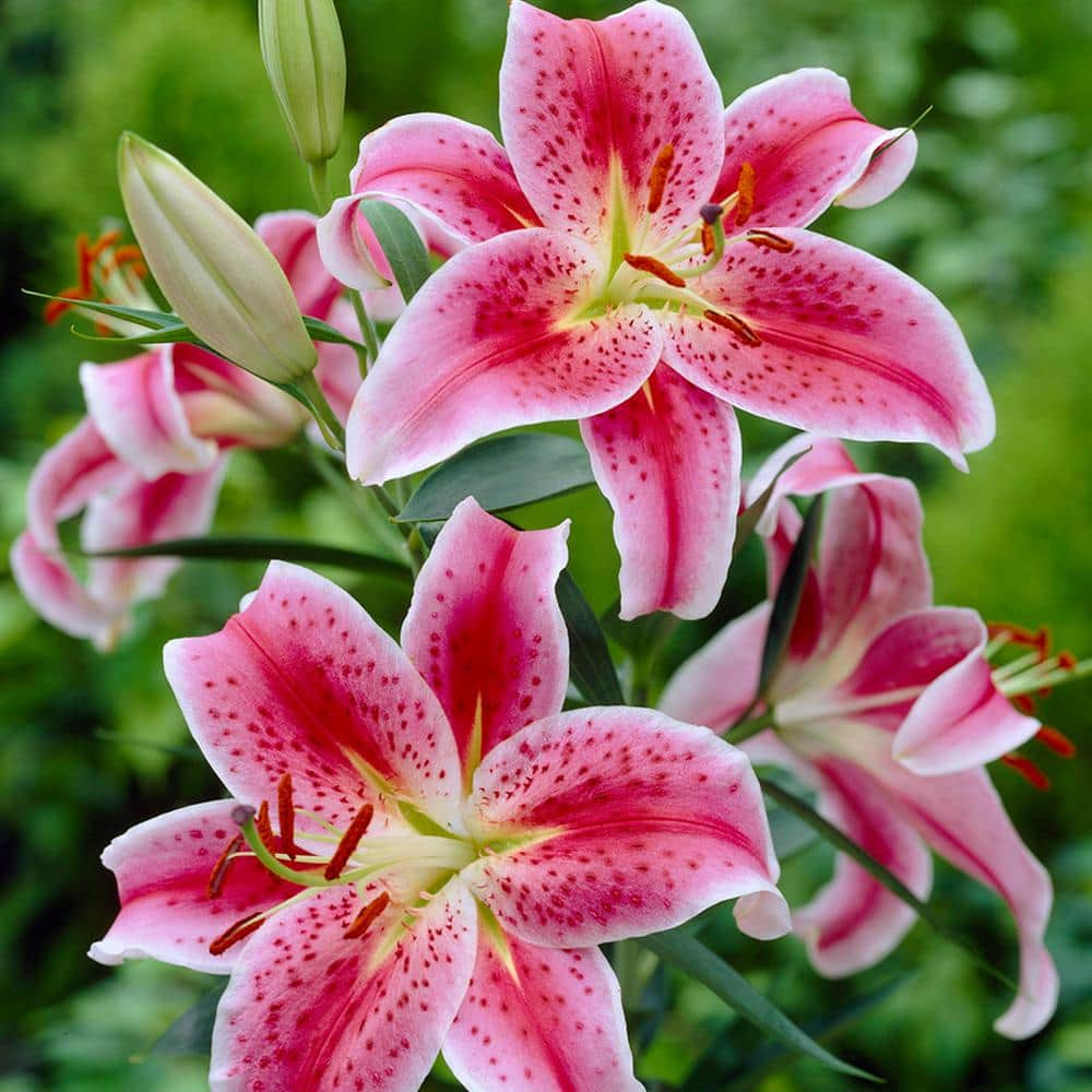 VAN ZYVERDEN Fragrant Lily Garden Bulbs (Set of 21) 85156