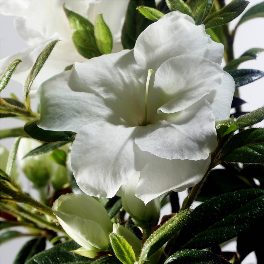 Encore Azalea Autumn Moonlight (2 Gallon) White Flowering Shrub - Full Sun Live Outdoor Plant