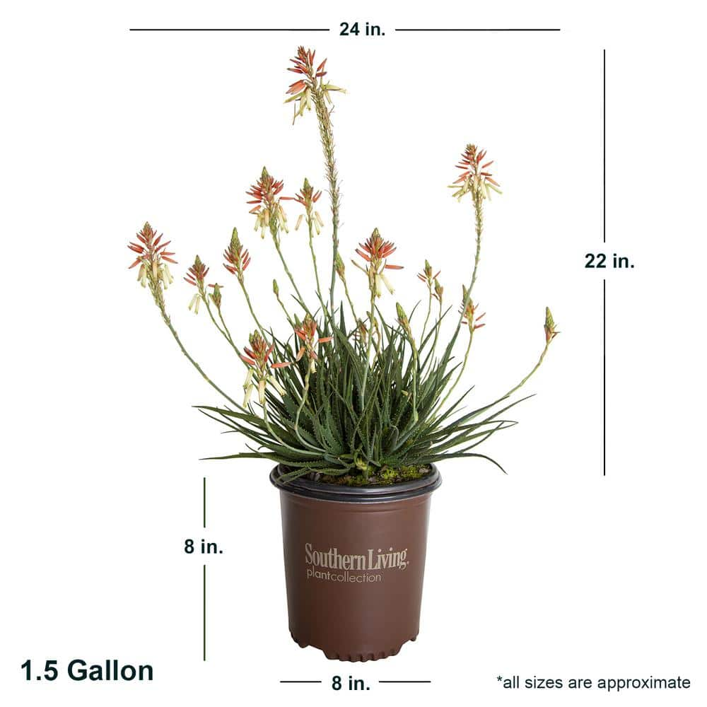 SOUTHERN LIVING 1.5 Gal. Flowering Safari Sunrise Aloe with Orange-Pink Flowers 03062TSL