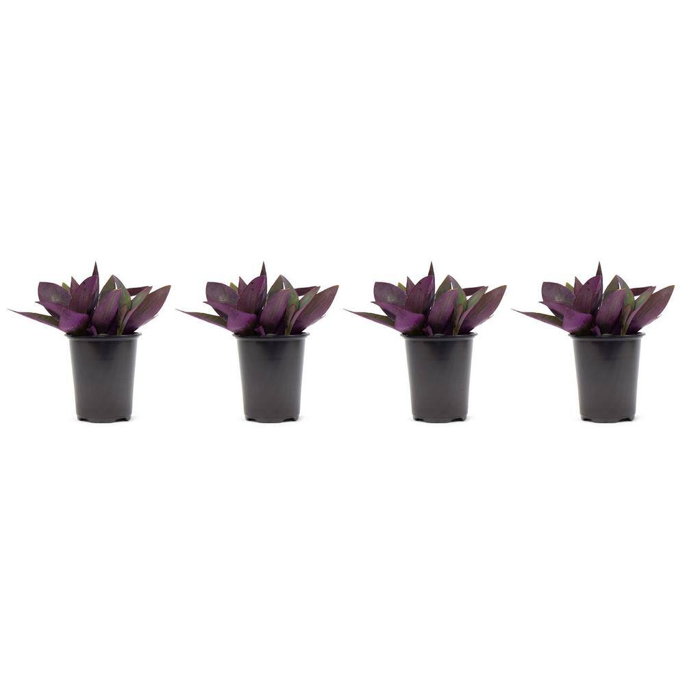 Vigoro 1.38 Pt. Purple Heart Queen Setcreasea Plant in 4.5 In. Grower's Pot (4-Plants) DC45PURQUEN4