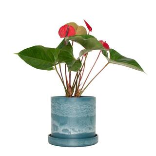 national PLANT NETWORK 7 in. Blue Stonewash Upcycled Planter with 6 in. Red Anthurrium HD4688