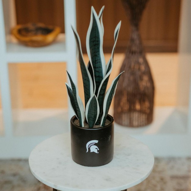 Quicskcart  Michigan State Faux Snake Plant， Indoor Artificial Plant For Home Decor