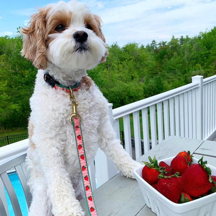 Collar | Strawberry Fields