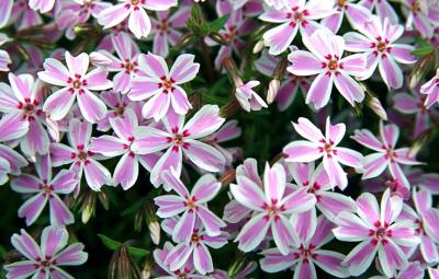 Classy Groundcovers - A Stunning Phlox Mix: 25 Phlox 'Drummond's Pink'， 25 Phlox 'Candy Stripe'， 25 Phlox 'Snowflake'