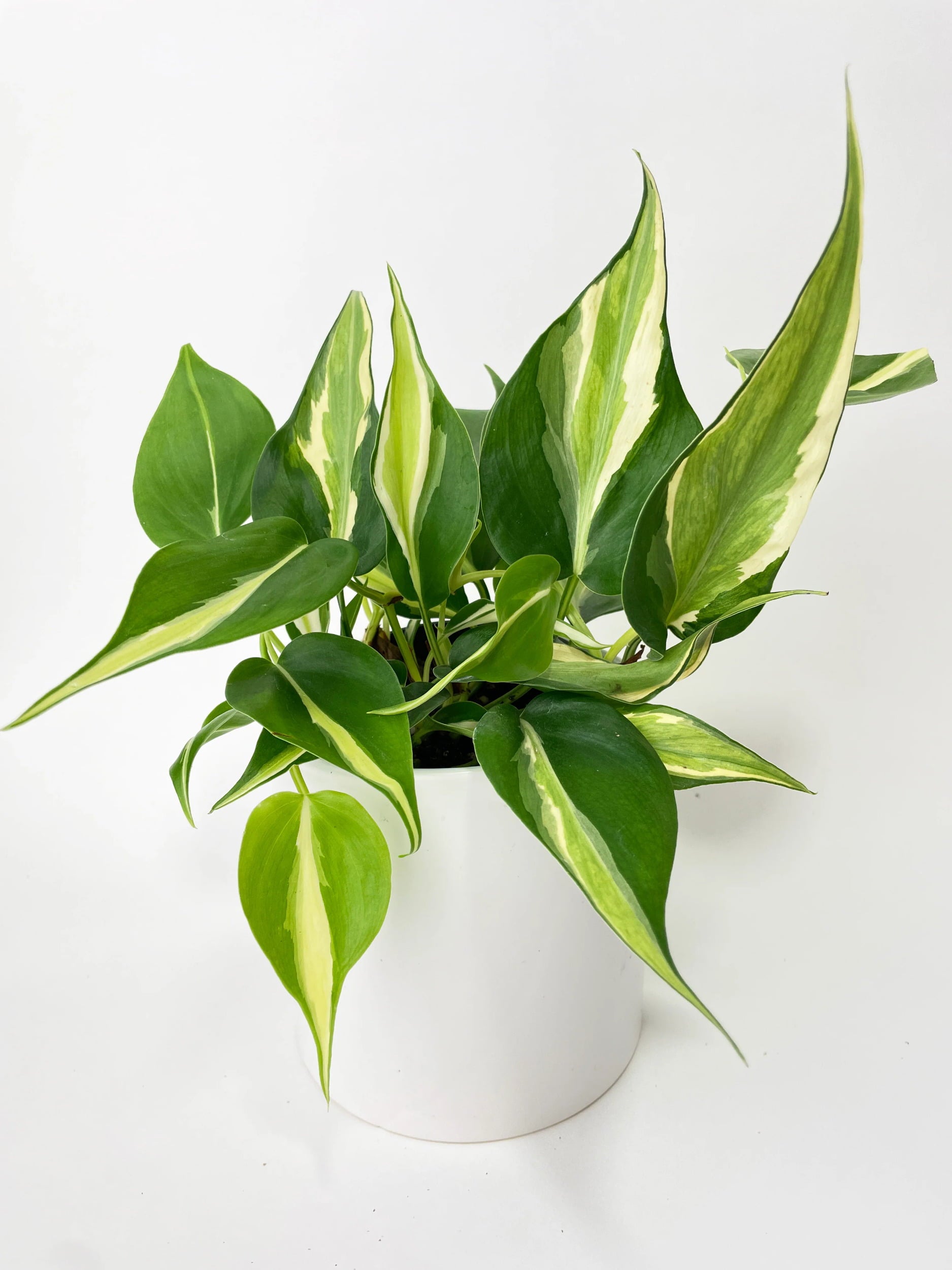 Philodendron Hederaceum Silver Stripe