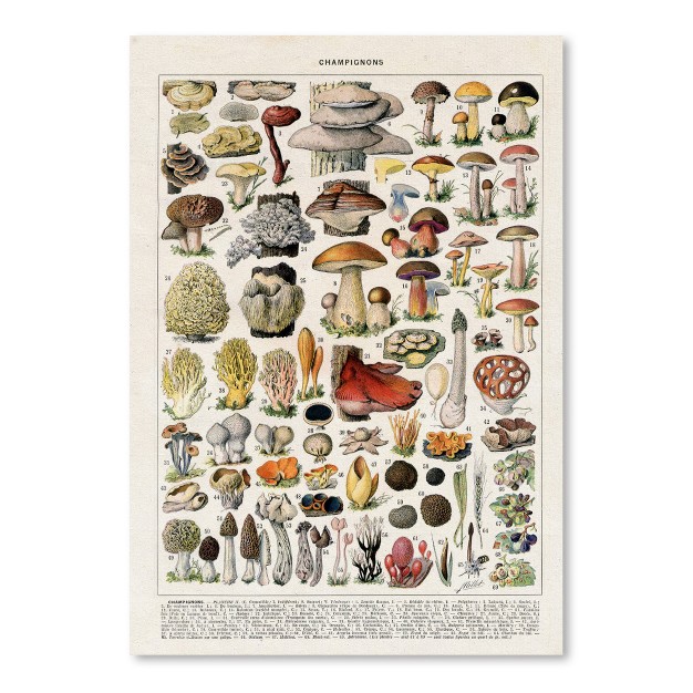 Americanflat Botanical Educational Champignons Vintage Art Print By Samantha Ranlet Poster