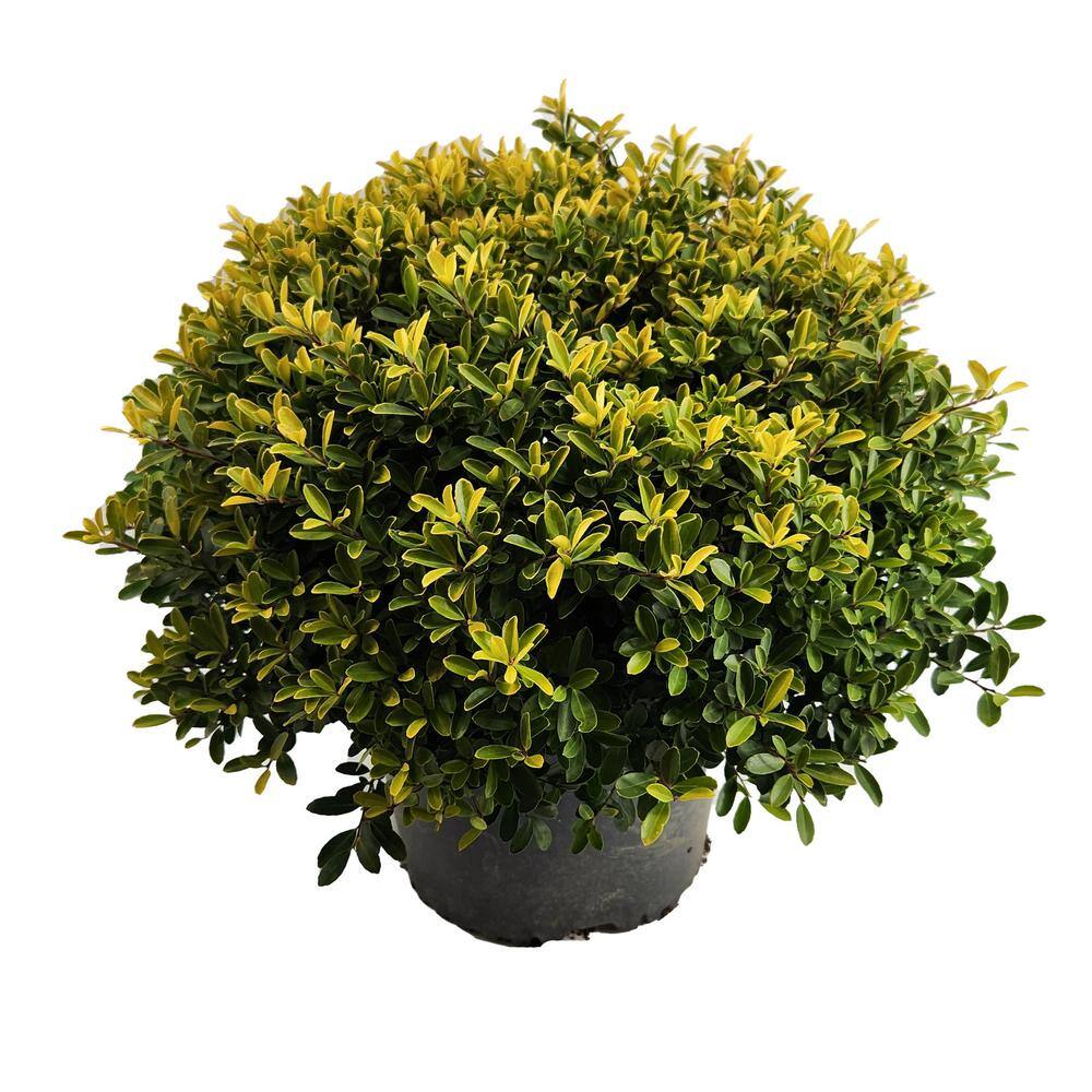 BELL NURSERY 3 Gal. Golden Helleri Japanese Holly (Ilex Crenata) Live Evergreen Shrub (1-Pack) ILEXH3GOL1PK