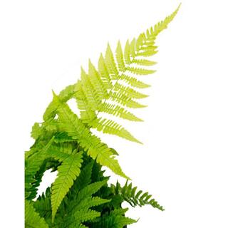 1 Gal. Fern Autumn Plant 19650