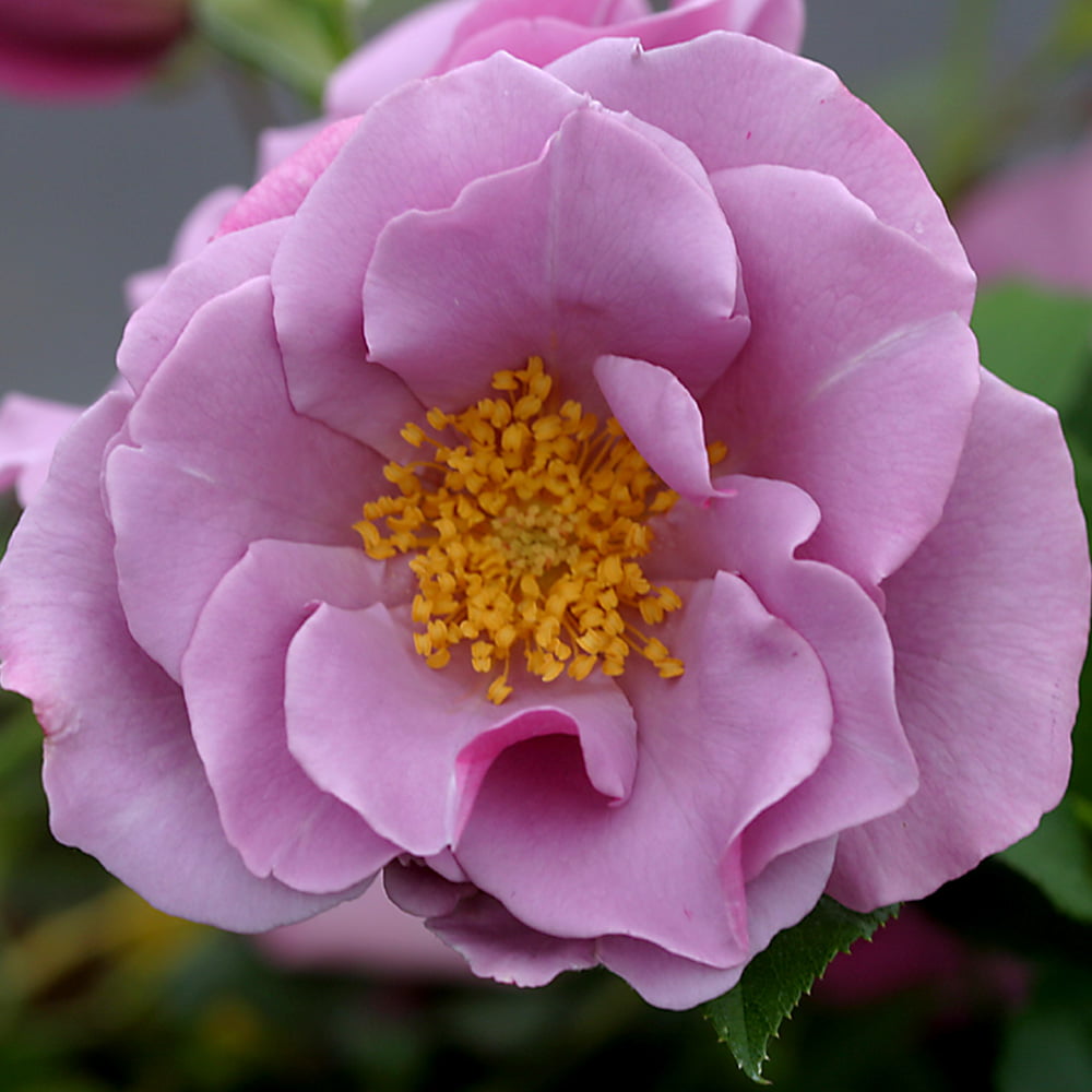 Heirloom Roses - Blueberry Hill Shrub Rose Plant - Lavender Colored Live Plant