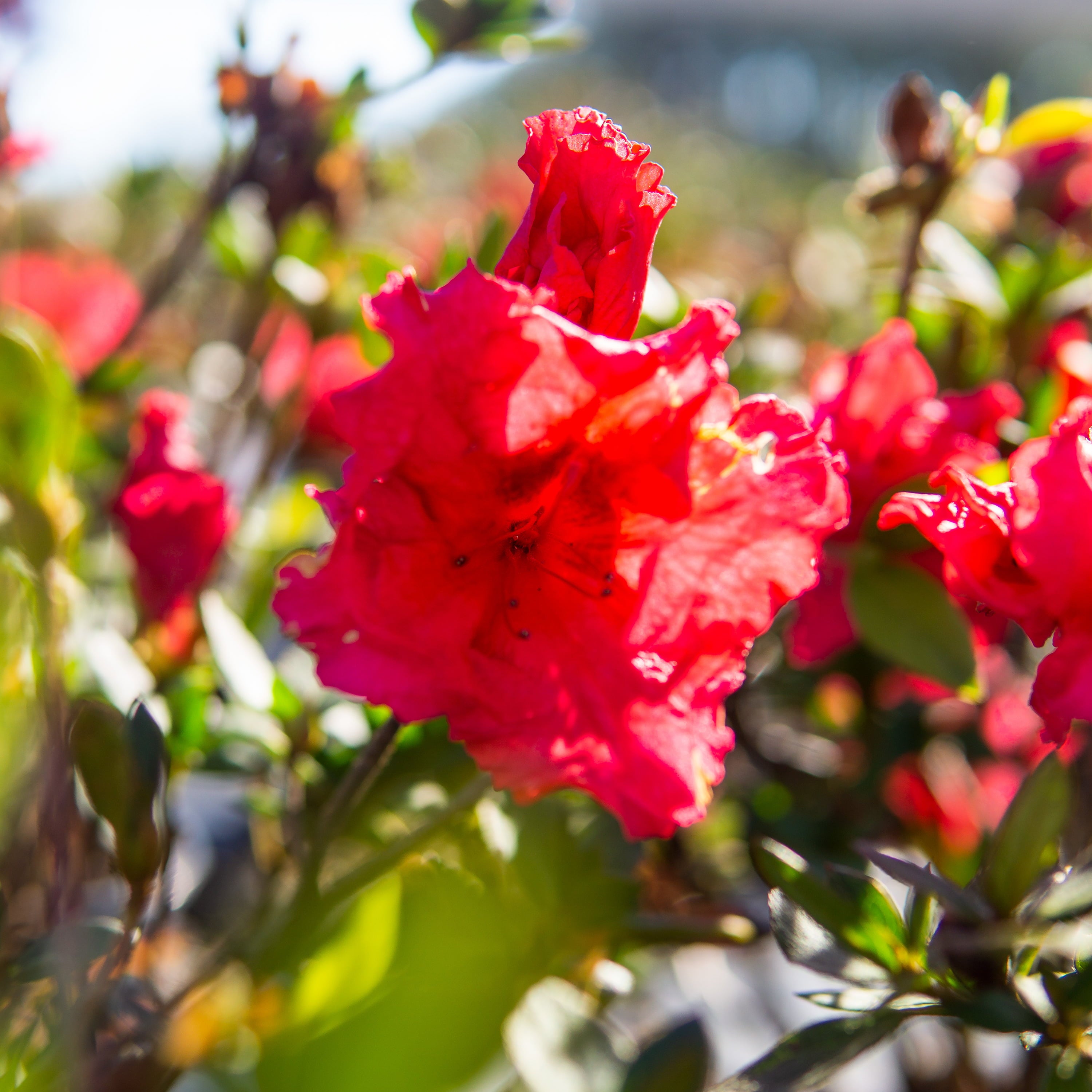 1 Gal. Red Ruffles Azalea Live Plant - Vibrant Red Blooms