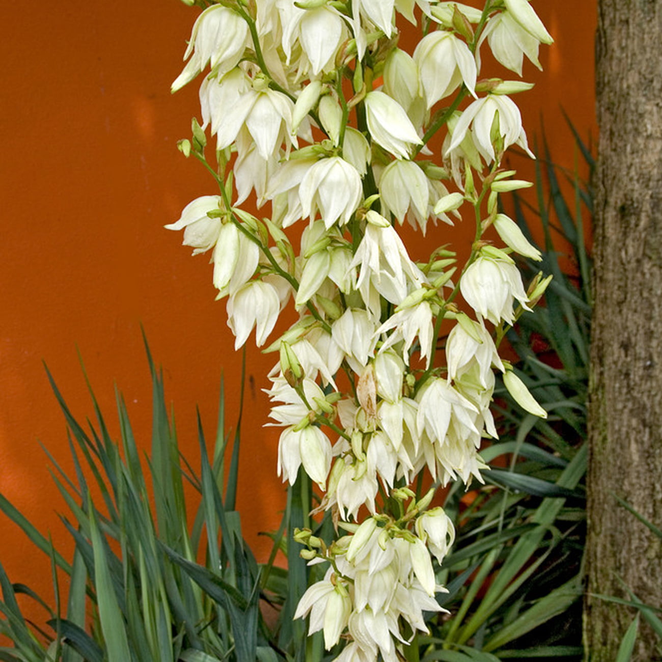 Van Zyverden Yucca Set of 1 Plant Root White Full Sun