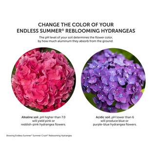 Endless Summer 3 Gal. BloomStruck Reblooming Hydrangea Flowering Shrub Blue or Purple Flowers HYDGA3MBS1PK