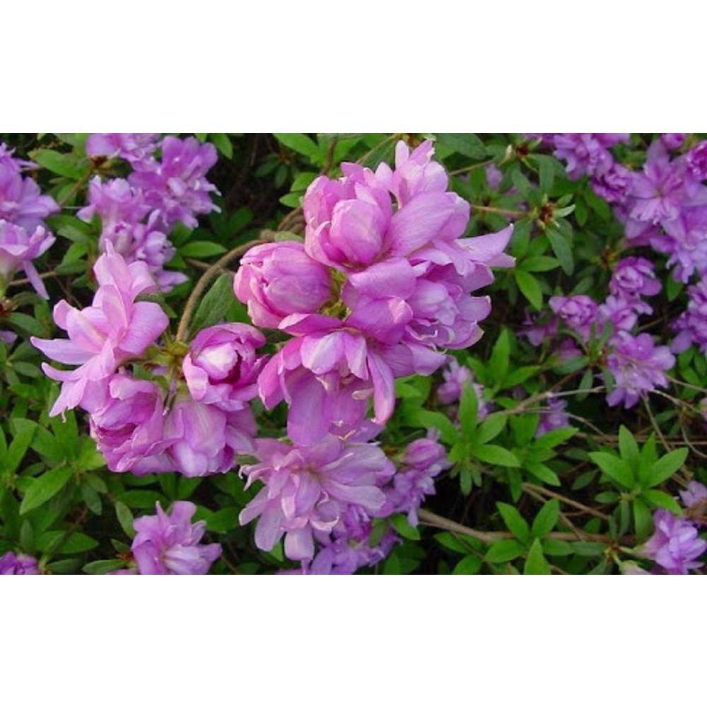 BELL NURSERY 1 Gal. Elsie Lee Azalea Live Shrub Lavender Flowers (3-Pack) AZLEA1LEE3PK