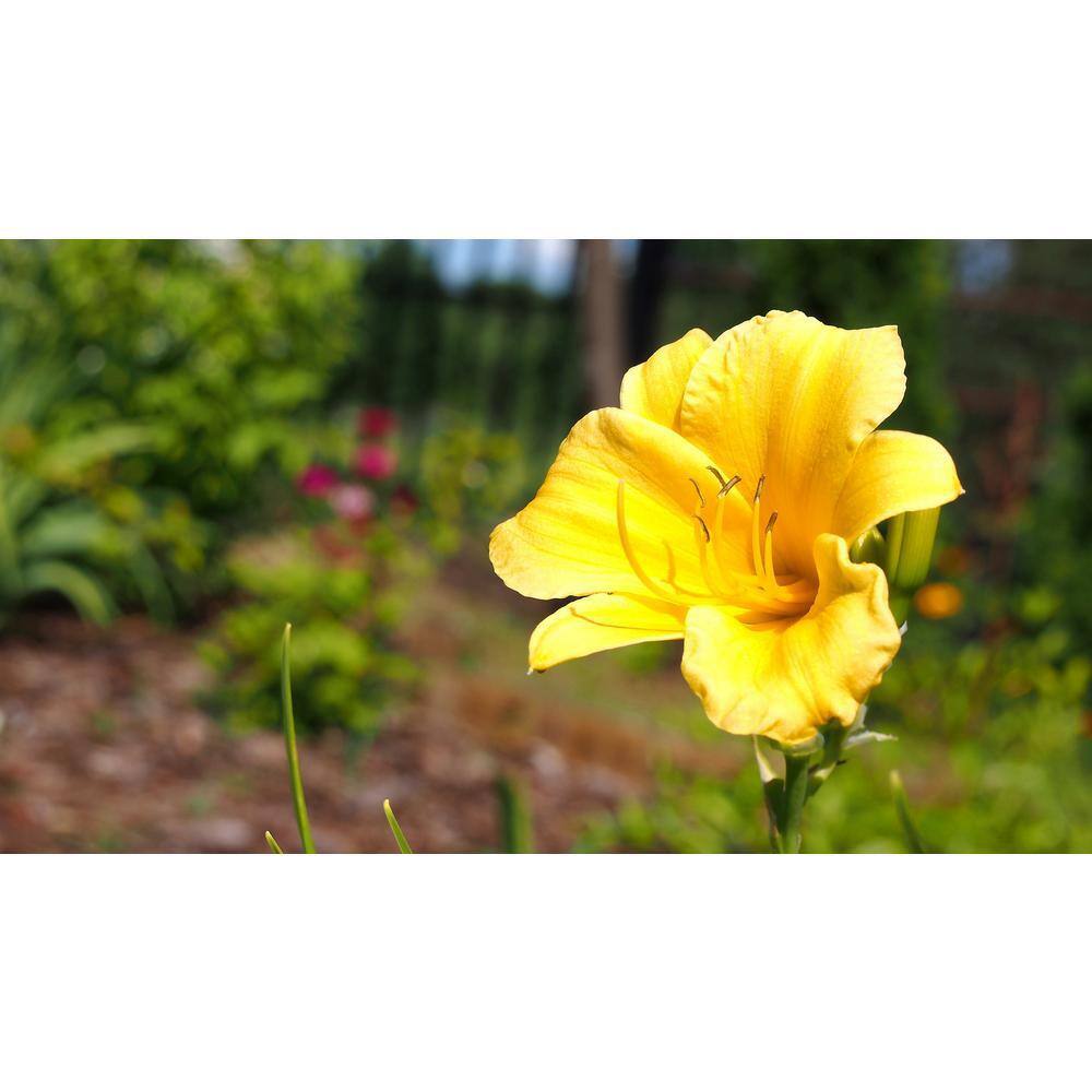 Online Orchards 1 Gal. Stella D'oro Daylily Large Reblooming Bright Yellow Blossoms Thrive in Almost any Environment SBDL001