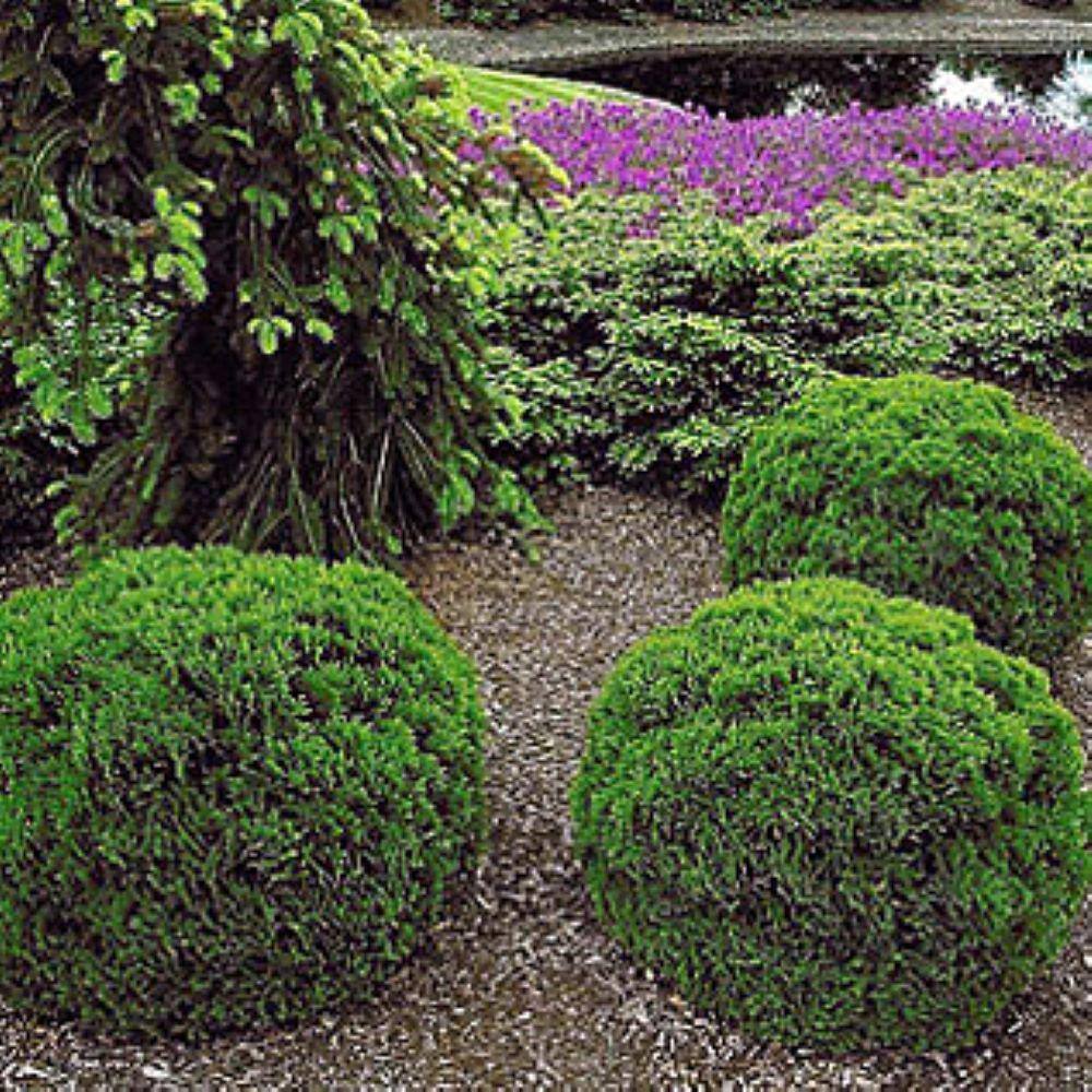 2.25 Gal. Thuja Danica Globe Arborvitae Evergreen Shrub (1 each) O880903
