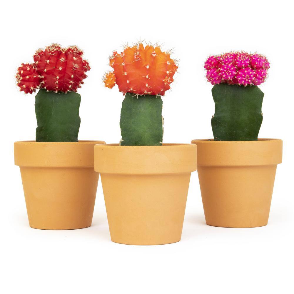 SMART PLANET 2.5 in. Assorted Grafted Cactus 3-Pack in Terra Cotta Clay Pot 0872530