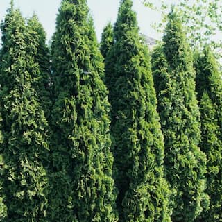 2.5 Qt. - Emerald Green Arborvitae (Thuja) Live Evergreen Shrub 1000043080