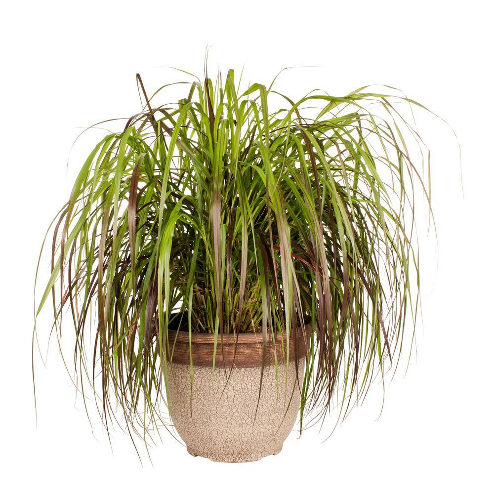 METROLINA GREENHOUSES 3 Gal. Purple Fountain Grass Planter Perennial Plant 58668