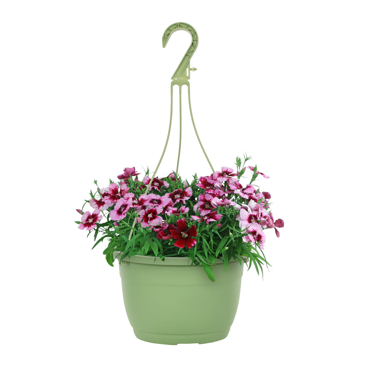 Expert Gardener 1.5 Gallon Bicolor Pink and Red Dianthus Annual Live Plant (1 Count) with Decorative Hanging Basket