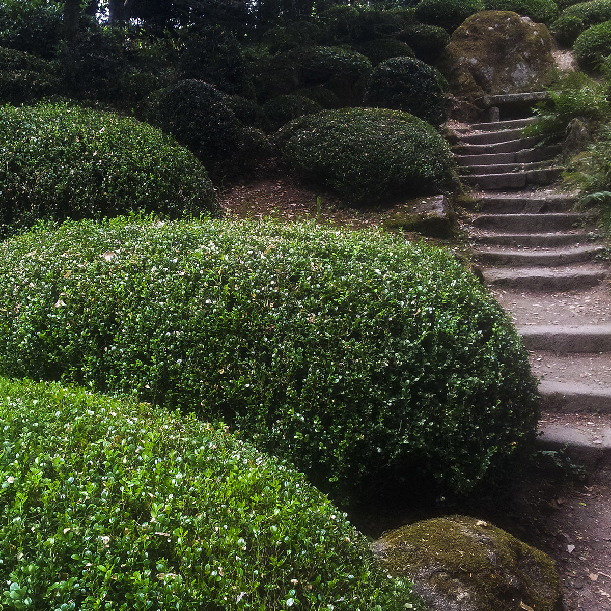 3 Gal. Japanese Boxwood - Hardy Evergreen Hedge Plant