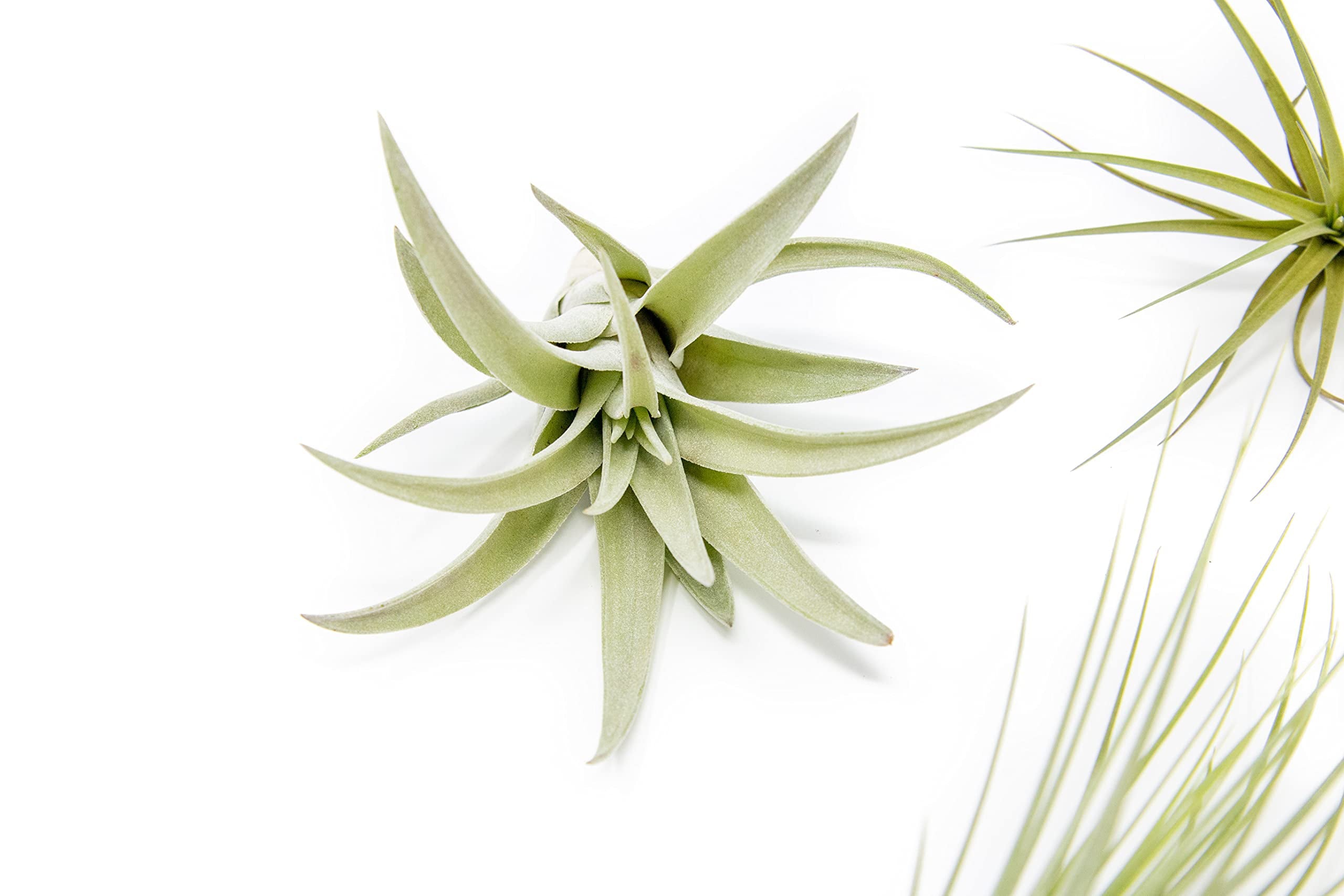 Pack of Classic Air Plants Variety - Live Succulent House Plants - Available in Wholesale and Bulk - Home and Garden Decor - Easy Care Indoor and Outdoor Plants (Pack of 5)