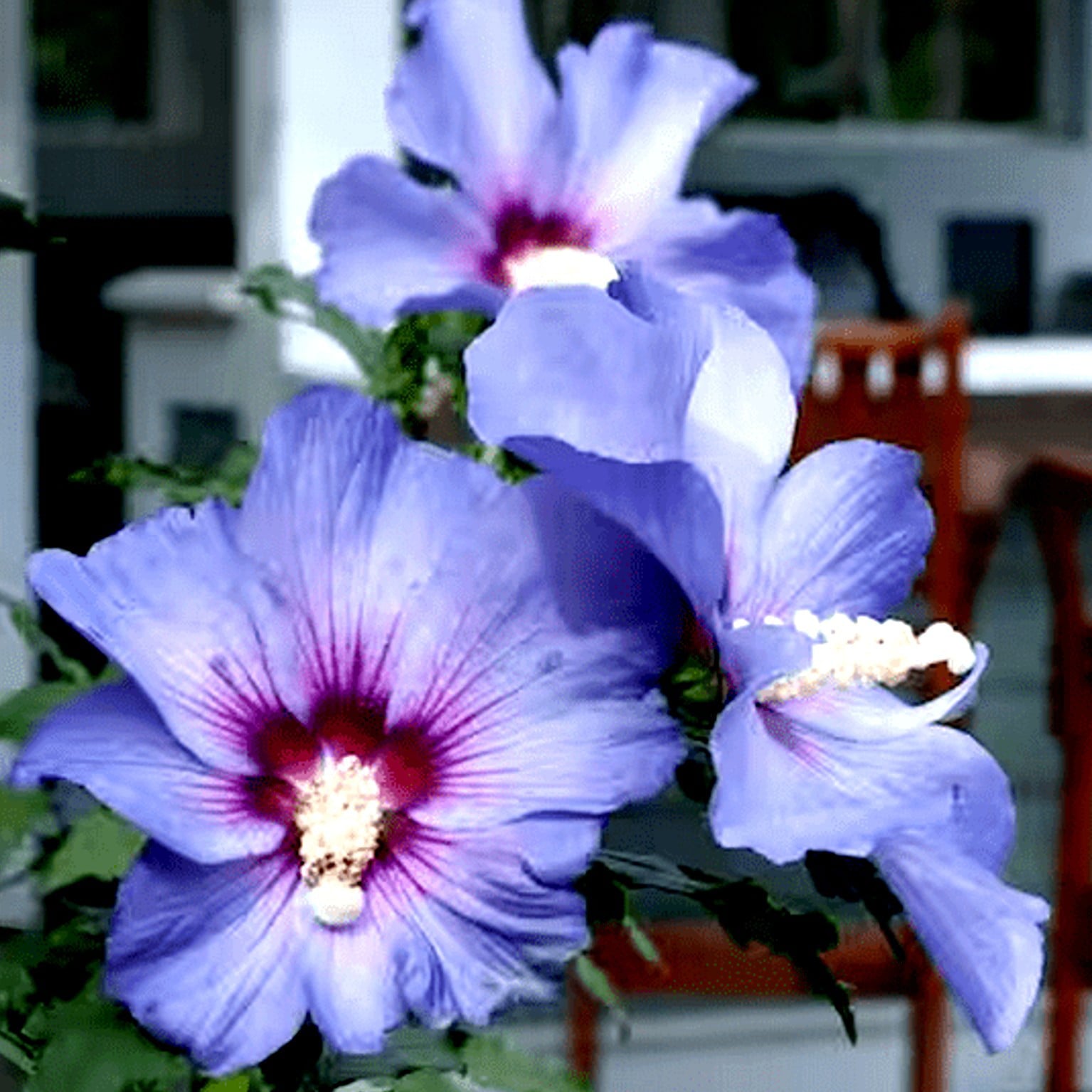 Azurri Blue Satin Rose of Sharon (Hibiscus) Flower Shrub， Blue Flowers Hardy Korean Rose of Sharon Starter 25+ seeds pack