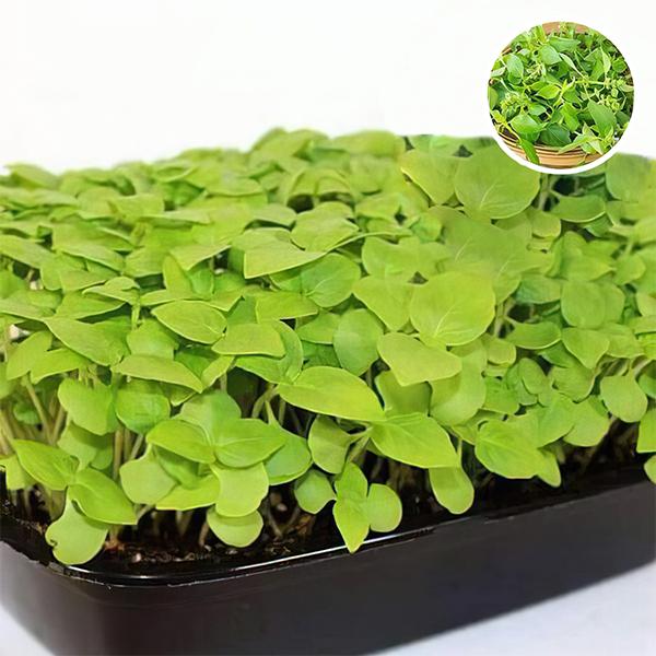 Basil Lemon Basil - Microgreen Seeds