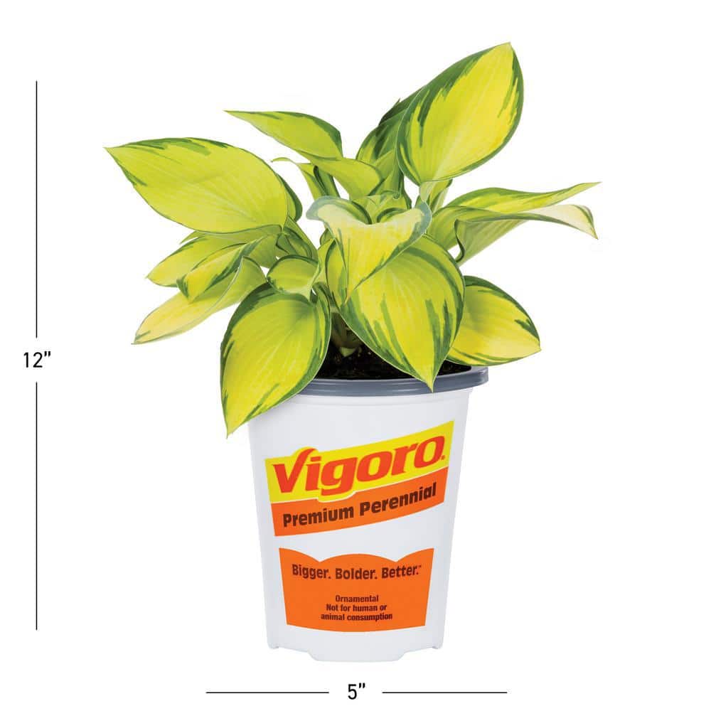 Vigoro 1.5 PT Hosta 'June' Perennial Plant 1007426795