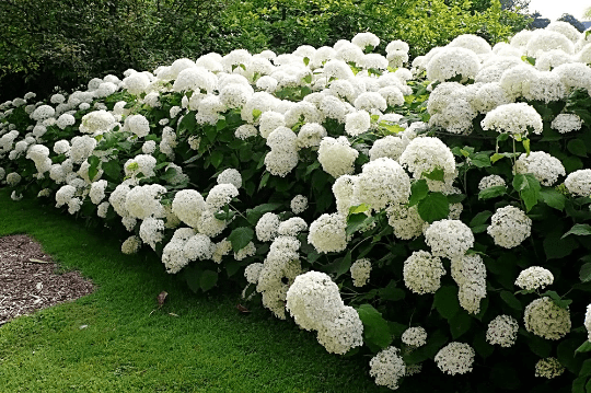 Hydrangea Arborescens Annabelle - 2.5 Inch Starter Plant