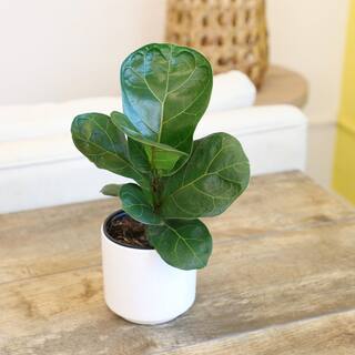 ALTMAN PLANTS 4.25 in. FICUS LYRATA - Fiddle Leaf Fig Houseplant 0880016