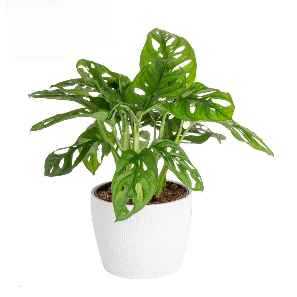 Costa Farms Trending Tropicals Little Swiss Cheese Monstera Indoor Plant in 6 in. White Pot Avg. Shipping Height 1-2 ft. CO.1.41MON.3.TR