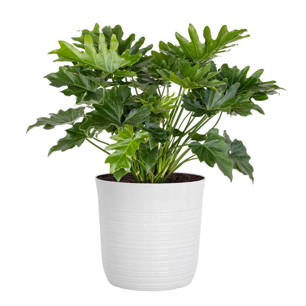 United Nursery Philodendron Selloum Shangri La Live Plant in 10 inch White Decor Pot 74561