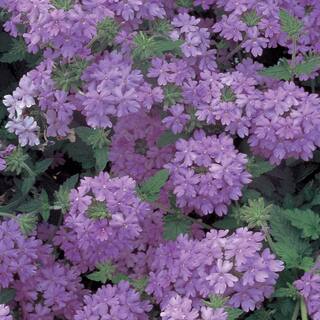 Vigoro 2 QT Verbena 'EnduraScape Blue' Blue Perennial Plant 1005991594