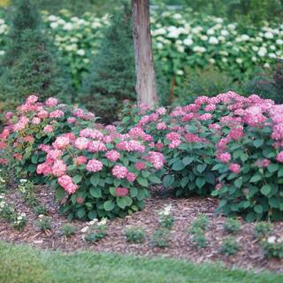 PROVEN WINNERS 2 Gal. Invincibelle Ruby Hydrangea Shrub with Ruby Red and Pink Silvery Blooms 17108