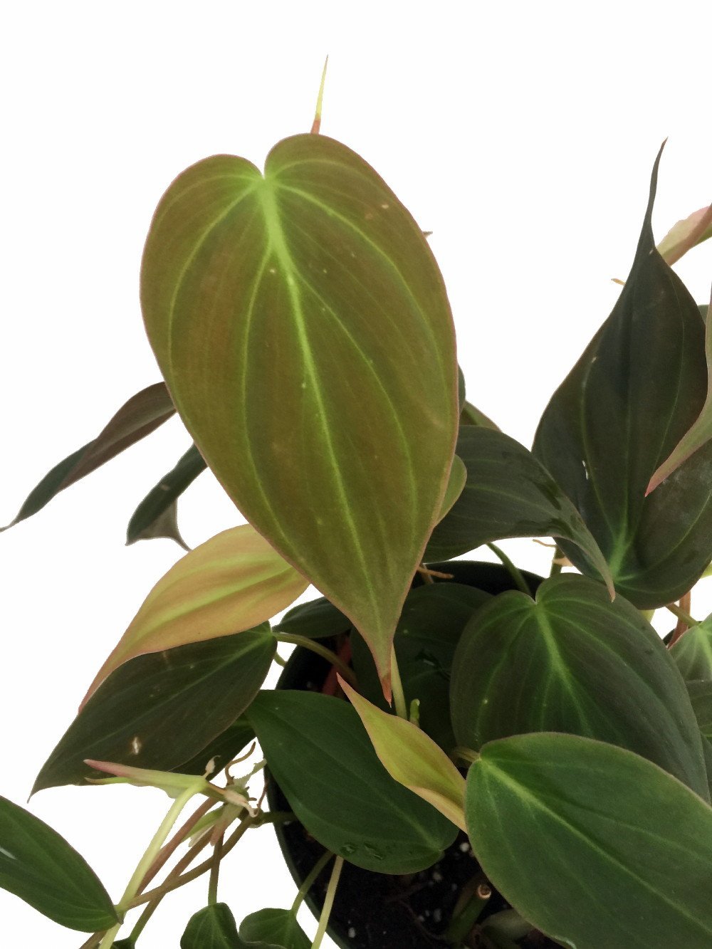 Rare Velvet Leaf Bronze Micans Vine - Philodendron - Easy to Grow - 4