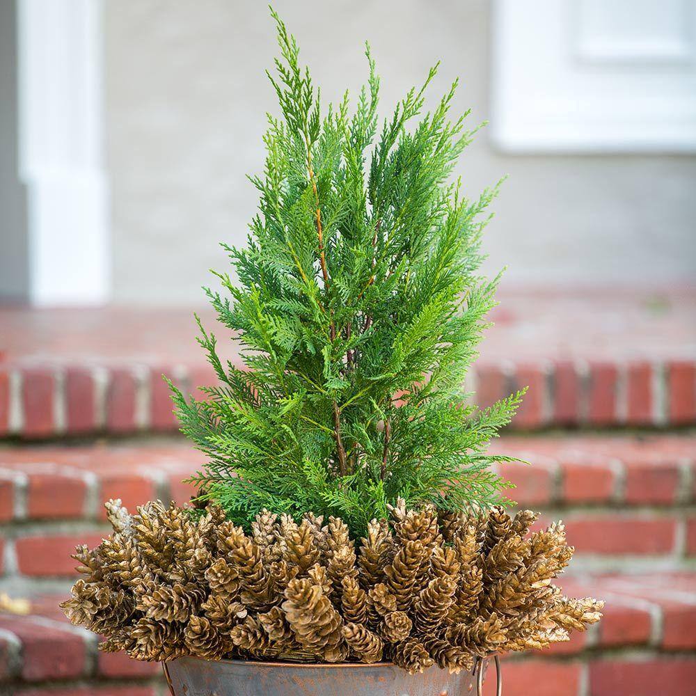 FLOWERWOOD 2.5 Qt. Leyland Cypress Live Evergreen Tree Rich Green Foliage 1237Q